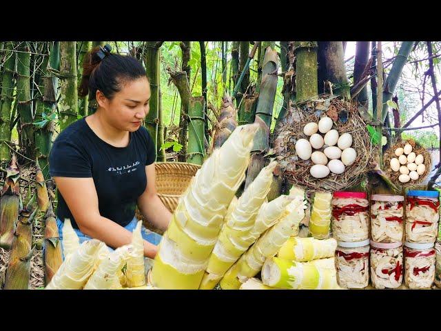 Harvesting Huge Bamboo Shoots - Chili Bamboo Shoots  Making  Process  - Cooking - Egg harvesting