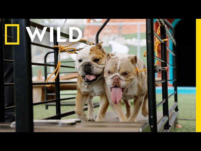 Before and After: Top Dog Training Transformations | Cesar Millan: Better Human Better Dog