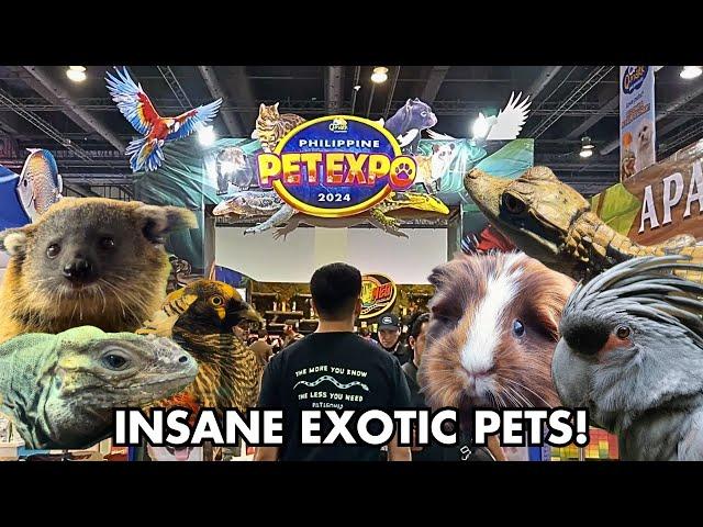 PHILIPPINE PET EXPO 2024 TOUR (Best exotic pet expo?)