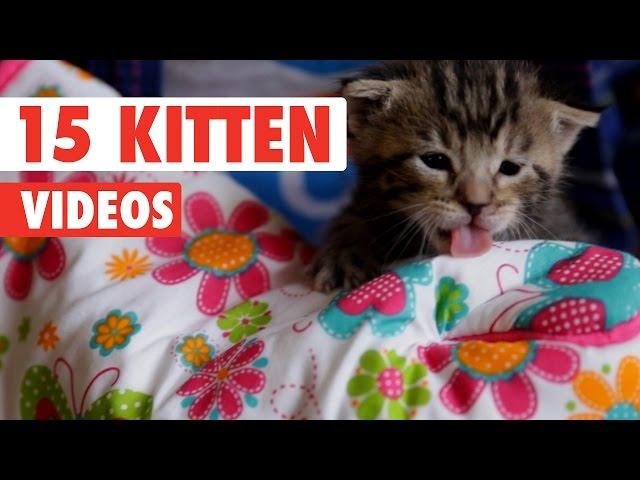 15 Funny Kitten Videos Compilation 2016