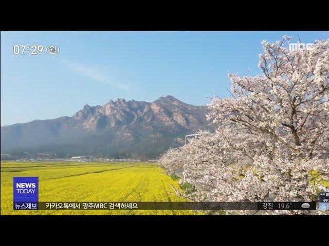 농업과 관광 결합 '경관 작물'로 새로운 길 (뉴스투데이 2020.6.15)