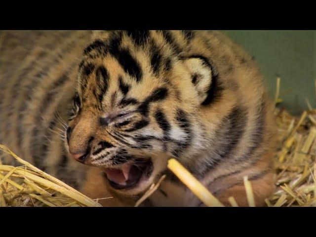 Adorable Tiger Cub Moments Part 1 | BBC Earth