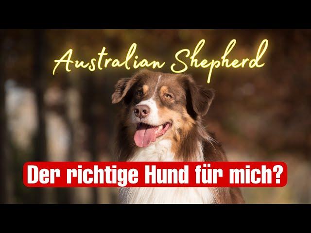 Ist ein Aussie der richtige Hund für mich? | Australian Shepherd | Streamside Aussies