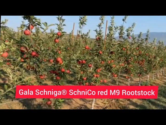 GALA APPLE  SCHNICO RED M9 Rootstock,2years  Old Plants, apple tree,