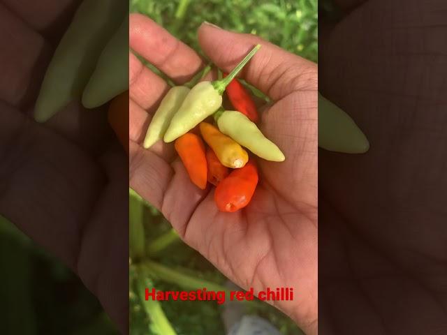 Harvesting red chilli 
