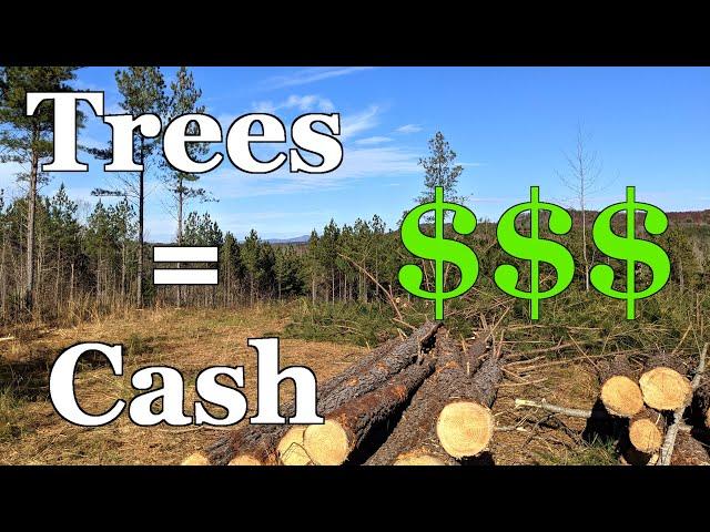 Make Money From Your Trees! - Timber Company Clearcut Our Property - See How Much We Got Paid!