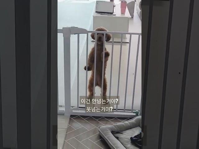 토이푸들 점프력은 어느정도 일까요? #토이푸들 #점프 #shorts