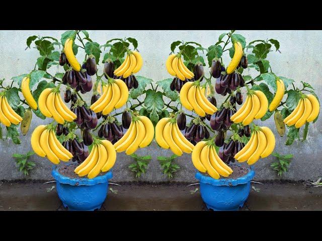 How To Grow Eggplant Tree With Banana Fruit | Growing Eggplant