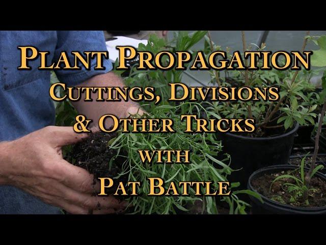 Plant Propagation Cuttings, Divisions & Other Tricks with Pat Battle