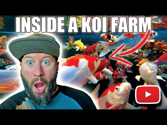 Inside a KOI FARM (PART 1)