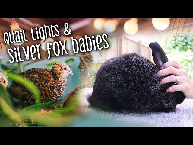 Quail lights & silver fox kit evaluations - Such a wonderful litter!