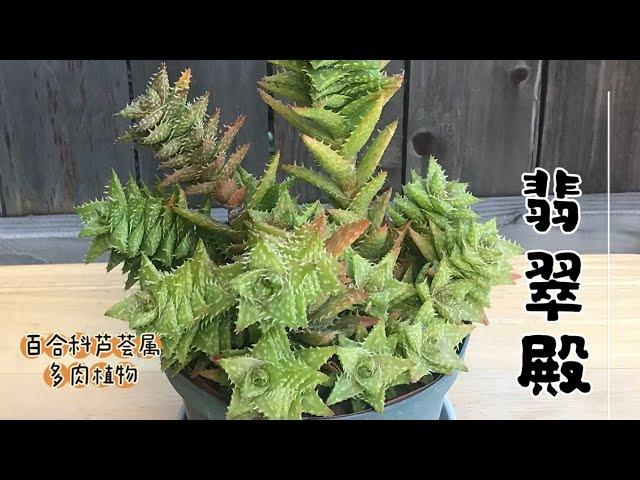 翡翠殿 多肉植物 百合科芦荟属 养护要点 注意事项