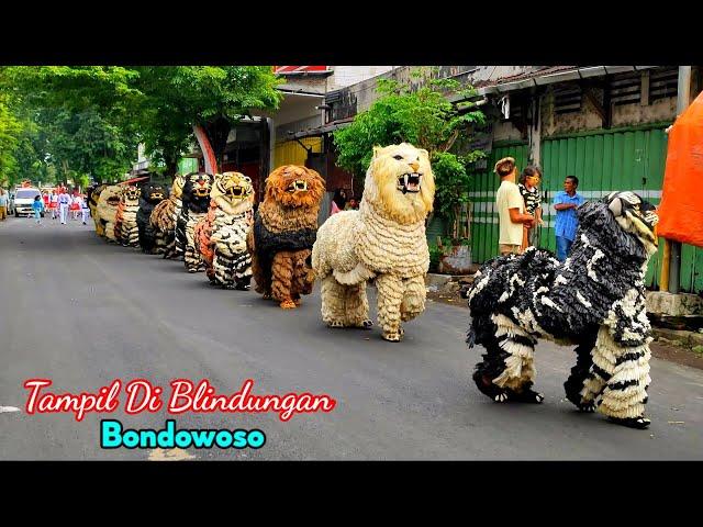 Can macanan Singo Raung cilik Di undang Acara KHITANAN Tampil Di BLINDUNGAN Bondowoso