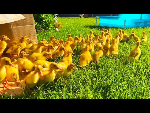 100 Funny Ducklings