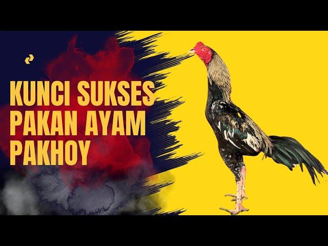 Pakan Terbaik untuk Ayam Pakhoy: Tips dan Trik