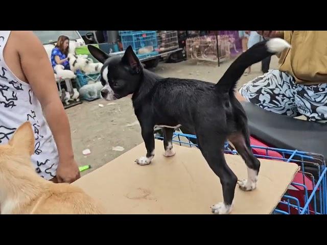 Bocaue Bulacan Pets and Animals Market / Wandering Bicolana