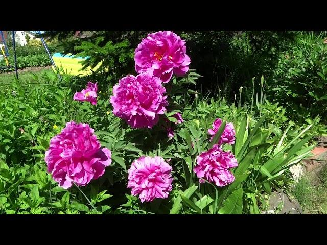 Пион Офелия / Peony Ofeliya - Сад на Волхове