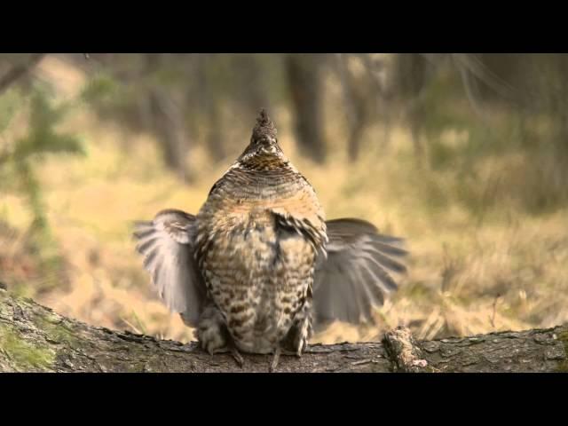 Male Ruffed Grouse Drumming