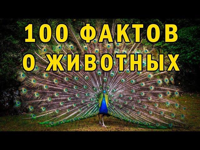 100 ФАКТОВ О ЖИВОТНЫХ. Интересные факты о которых вы не знали