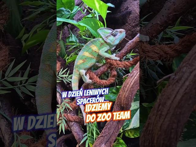 Dzisiaj jest dzień leniwych spacerów,  więc warto wybrać się do ZOO TEAM  ;)