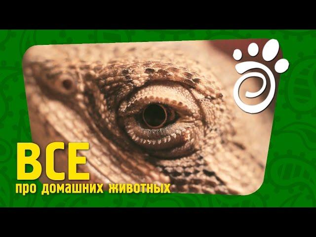 Террариум Для Агамы. Все О Домашних Животных