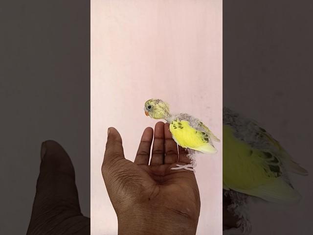 babyBudgerigar -wikipedia #budgerigar #baybudgerigarbird #shortvideo #subscribe  #dailyvlog #like