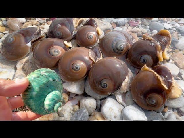 The cat's eye snail has a belly full of pearls。Hidden Treasures: Pearls in Unexpected Places