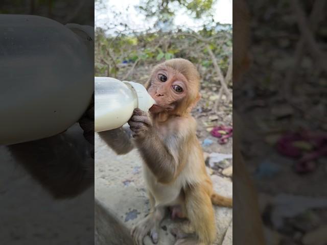 cute baby drinking milk #animals #monkey #baby #monkeyvideo #shortvideo #shorts #123