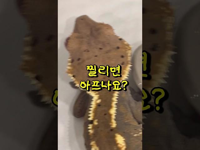 크레스티드 게코 뾰족뾰족하던데..