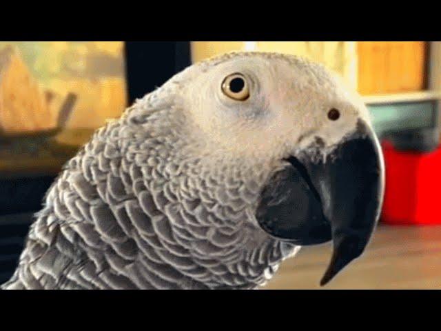 Family adopts a parrot. Now he won't stop talking.