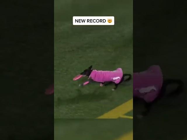 World record for longest catch at a sporting event and it’s by a dog! (via @Frisbee Rob)