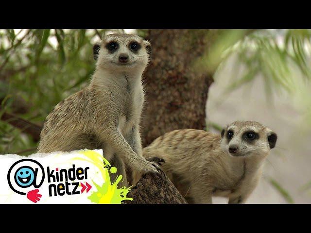 OLI bei den Erdmännchen | OLI's Wilde Welt | SWR Kindernetz