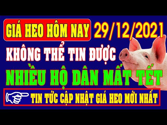 Giá heo hơi hôm nay ngày 29/12KHÔNG THỂ TIN ĐƯỢCNhiều hộ chăn nuôi mất Tết.