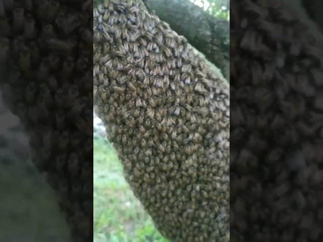 big bee's swarm  #shorts #shortsfeed #viral #beehive #bee # madhumakhi