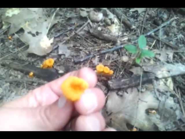 Craterellus ignicolor - Small Chanterelle