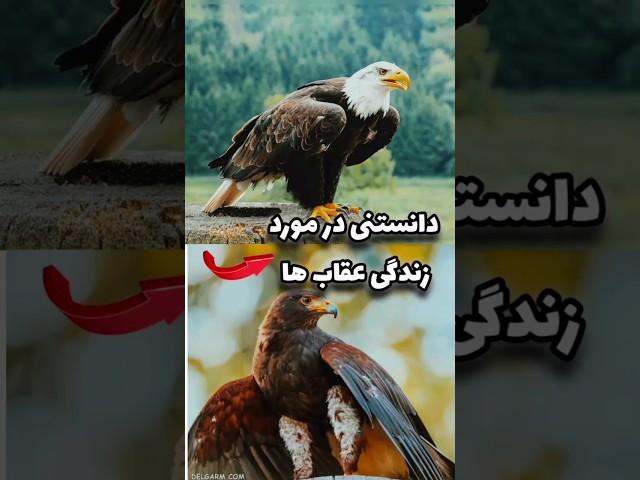 دانستنی جذاب در مورد عقاب ها.