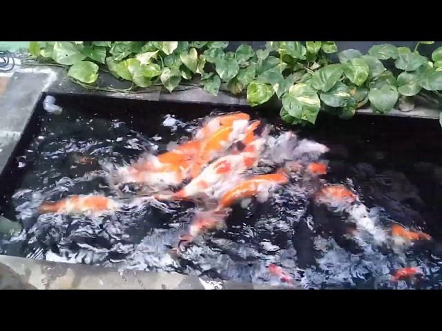 Contoh Cara Membuat Kolam Ikan Koi Lahan Sempit Rumah Minimalis