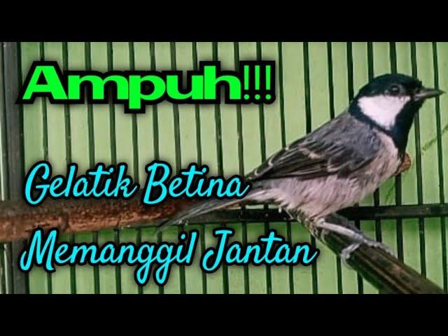 Suara gelatik batu betina memanggil jantan