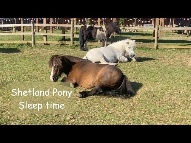 Shetland Pony Sleep Time TV Episode 505