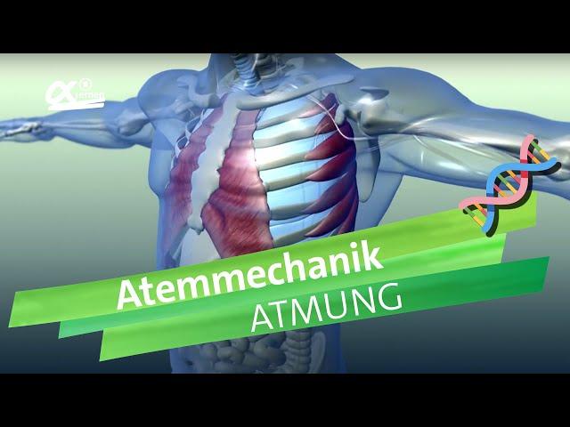 Atemmechanik: Was passiert bei der Atmung? | einfach erklärt | alpha Lernen erklärt Biologie