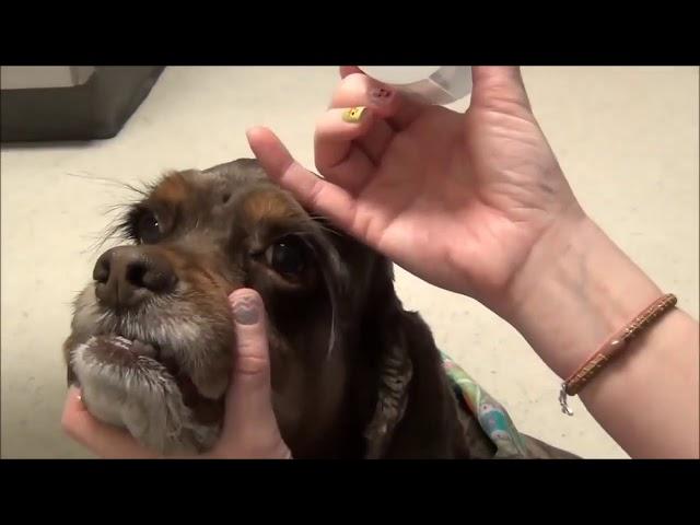 How to Give Eye Drops for Dogs