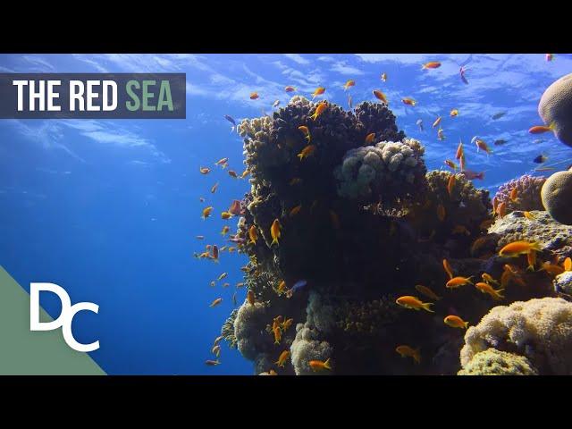 One Of Natures Wonders Of The World | The Red Sea | Nature Documentary | Documentary Central