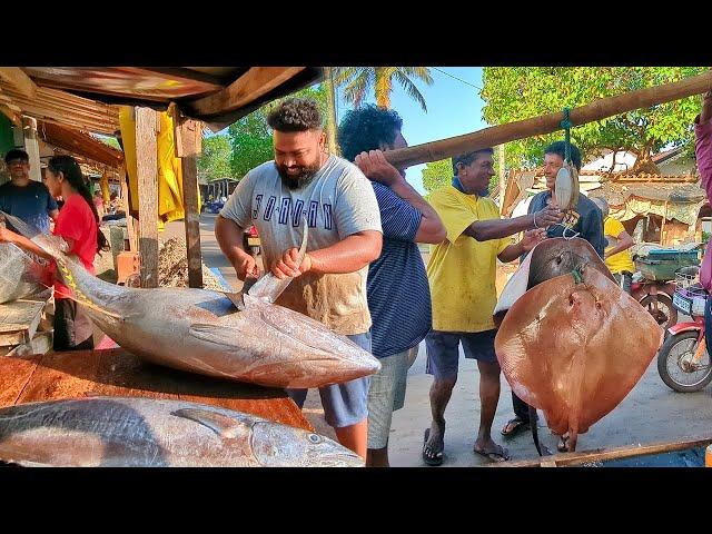 "Exploring Sri Lanka's Bustling Fish Market Fresh Seafood