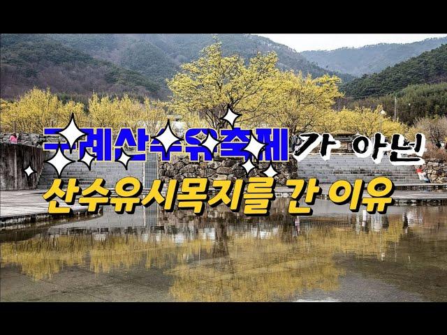 구례여행 시 산수유 축제 대신 산수유 시목지를 선택한 이유