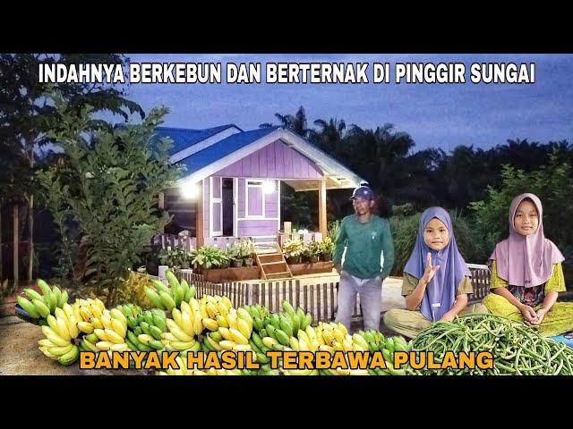 INDAHNYA BERKEBUN DAN BERTERNAK DI PINGGIR SUNGAI..!! BANYAK HASIL TERBAWA PULANG