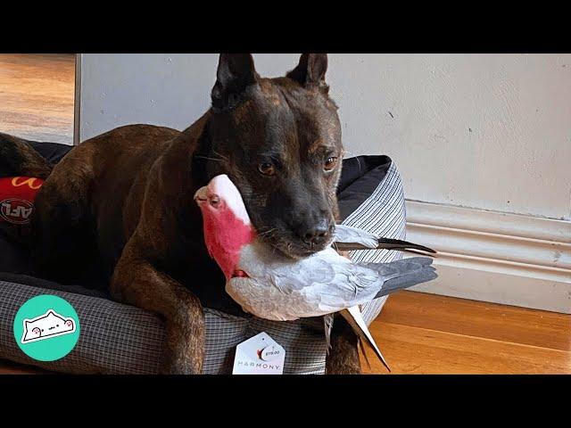 This Galah Cockatoo Went Missing. Loving Staffy Helps to Save Him | Cuddle Buddies