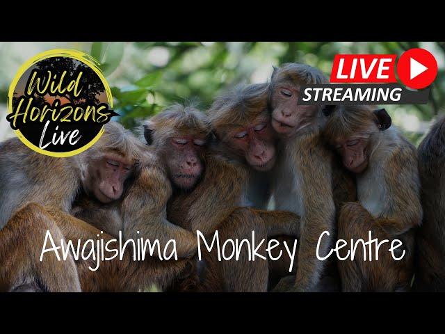  Wild Horizons Live: Monkey Mischief at Awajishima Monkey Reserve