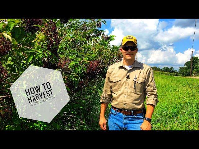 #HOMESTEAD: How To Harvest Elderberries