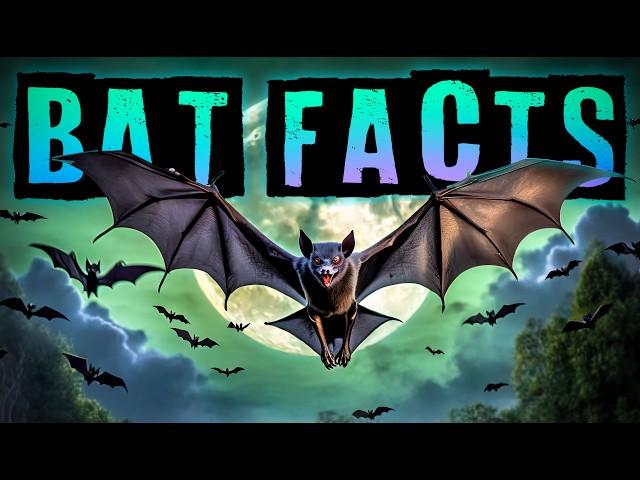 Bat Facts!