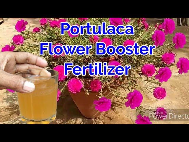 Portulaca Flower Booster Fertilizer and care/Moss Rose/9o'clock Best Fertilizer